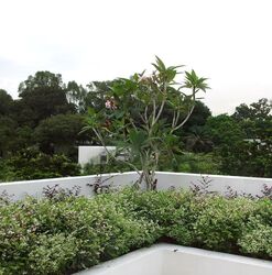Swiss Club Park (D11), Detached #520127531